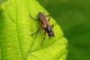 Cordilura albilabris